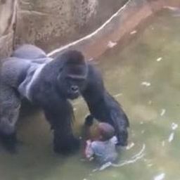 Harambe